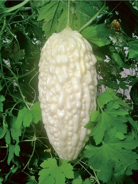 しろくまゴーヤ