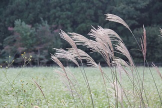 ススキ
