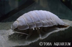 ダイオウグソクムシNo.1